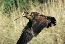 Ufficio avifauna migratoria Federcaccia: telemetria satellitare beccacce 2017, i risultati migratoria