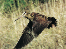 Ufficio avifauna migratoria Federcaccia: telemetria satellitare beccacce 2017, i risultati migratoria