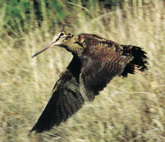 Ufficio avifauna migratoria Federcaccia: telemetria satellitare beccacce 2017, i risultati migratoria