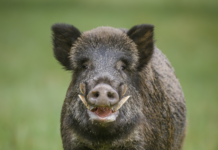 Liguria: stop alle operazioni di contenimento e controllo delle specie opportuniste. Il commento di Federcaccia federcaccia cinghiale