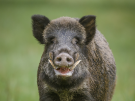 Liguria: stop alle operazioni di contenimento e controllo delle specie opportuniste. Il commento di Federcaccia federcaccia cinghiale