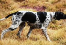 Gestire i galliformi: corso per conduttori di cani da ferma in ambiente alpino galliformi