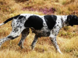 Gestire i galliformi: corso per conduttori di cani da ferma in ambiente alpino galliformi