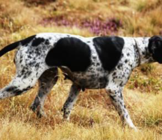Gestire i galliformi: corso per conduttori di cani da ferma in ambiente alpino galliformi