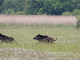 Operatore abilitato al controllo della fauna: lo chiede la Conferenza delle Regioni Operatore abilitato controllo fauna