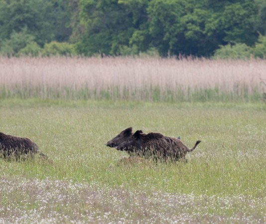 Operatore abilitato al controllo della fauna: lo chiede la Conferenza delle Regioni Operatore abilitato controllo fauna