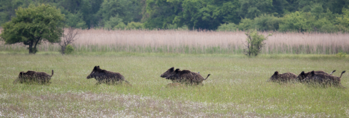 Operatore abilitato controllo fauna