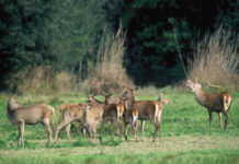 G7 Ambiente: aperto il Villaggio Natura della Biodiversità a Bologna G7 Ambiente