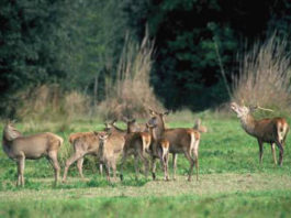 G7 Ambiente: aperto il Villaggio Natura della Biodiversità a Bologna G7 Ambiente