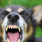 Angry dog