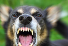 Sparò in aria per difendere il proprio cane, perde il porto d’armi Angry dog