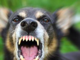 Sparò in aria per difendere il proprio cane, perde il porto d’armi Angry dog