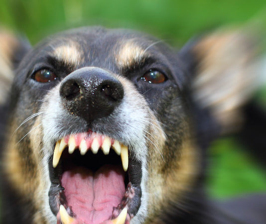 Sparò in aria per difendere il proprio cane, perde il porto d’armi Angry dog