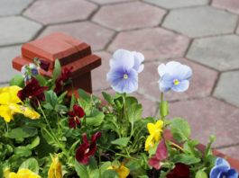 Due pistole in mezzo al verde pubblico