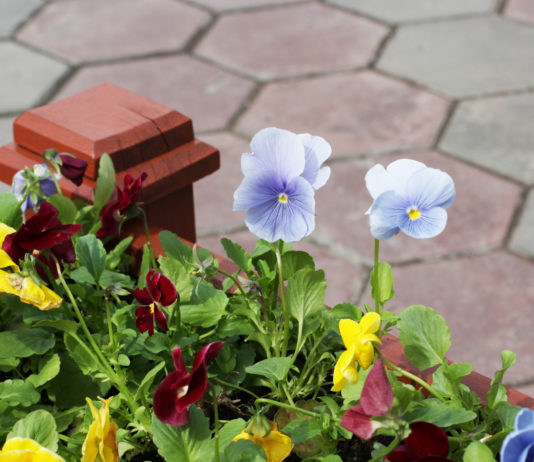 Due pistole in mezzo al verde pubblico