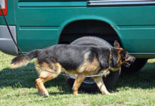 Lo fermano a un posto di blocco, cane trova pistola illegale
