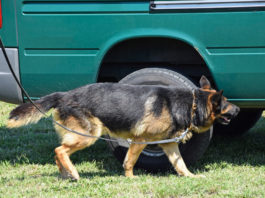 Lo fermano a un posto di blocco, cane trova pistola illegale
