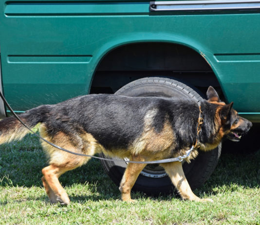 Lo fermano a un posto di blocco, cane trova pistola illegale