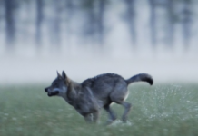 Fauna: prelievi illegali e il ruolo dei cacciatori fauna