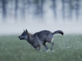 Fauna: prelievi illegali e il ruolo dei cacciatori fauna