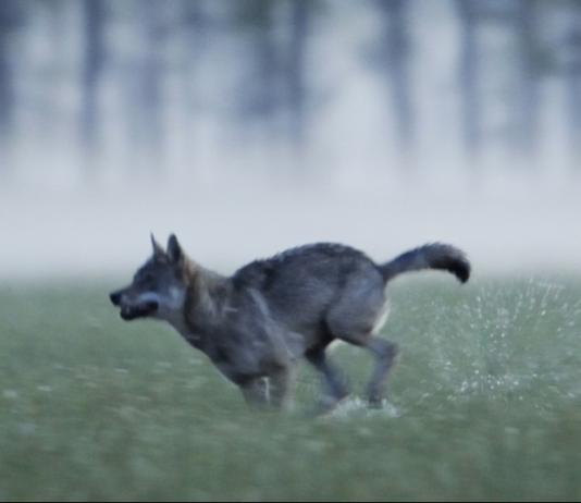 Fauna: prelievi illegali e il ruolo dei cacciatori fauna