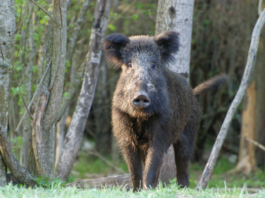 Gestire il cinghiale: le attività, i risultati e il contributo dell’ATC Chietino–Lancianese Atc Chietino-Lancianese