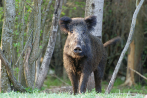 cinghiale