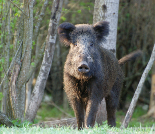 Gestire il cinghiale: le attività, i risultati e il contributo dell’ATC Chietino–Lancianese Atc Chietino-Lancianese