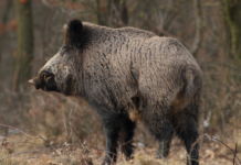 Piemonte: dalle associazioni venatorie un appello all’assessore Ferrero cinghiale