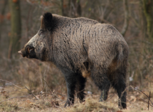 cinghiale