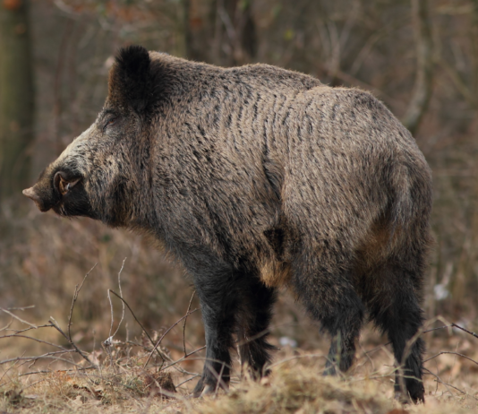 Caccia di selezione al cinghiale: l’Emilia Romagna ha disciplinato l’utilizzo della pasturazione cinghiale