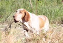 Enci, l’Italia e i cani: la storia della cinofilia moderna in un libro Enci