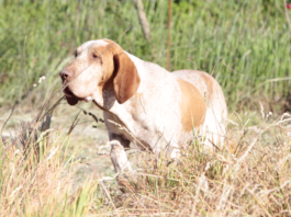 Enci, l’Italia e i cani: la storia della cinofilia moderna in un libro Enci