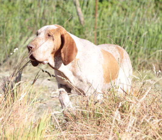 Enci, l’Italia e i cani: la storia della cinofilia moderna in un libro Enci