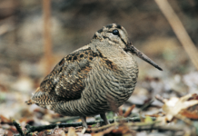 Editoriale: “Parliamo di caccia… parola di politico” editoriale