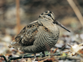 Editoriale: “Parliamo di caccia… parola di politico” editoriale