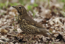 Tordo bottaccio: pubblicato lo studio sostenuto dall’Atc Salerno 1 tordo bottaccio