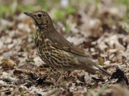 Tordo bottaccio: pubblicato lo studio sostenuto dall’Atc Salerno 1 tordo bottaccio