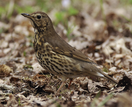 Tordo bottaccio: pubblicato lo studio sostenuto dall’Atc Salerno 1 tordo bottaccio