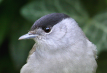 Anuu Migratoristi: note sul passo, Lucifero e il caldo eccezionale anuu