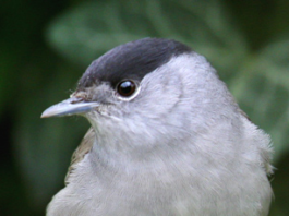 Anuu Migratoristi: note sul passo, Lucifero e il caldo eccezionale anuu