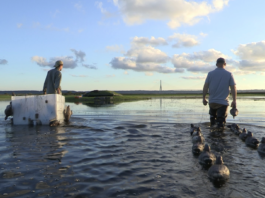 Caccia, i programmi in onda a settembre su Sky canale 235 Sky caccia