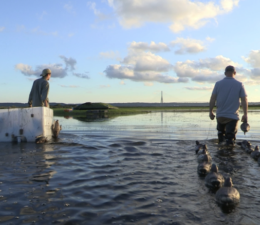 Caccia, i programmi in onda a settembre su Sky canale 235 Sky caccia