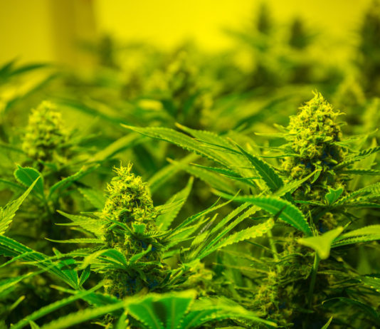 Le armi erano legali, la coltivazione di marijuana no Un controllo delle armi detenute legalmente ha portato alla scoperta di una piantagione di canapa indiana: arresto e sequestro delle armi per due crotonesi.