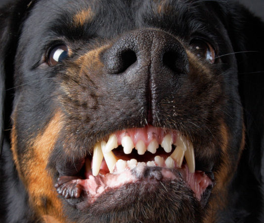 Sull’affidabilità di chi ha ottenuto il porto d’armi Rottweiler