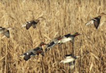 Richiami vivi e caccia acquatici: Federcaccia e Acma scrivono al ministero della Salute richiami vivi