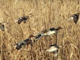 Richiami vivi e caccia acquatici: Federcaccia e Acma scrivono al ministero della Salute richiami vivi