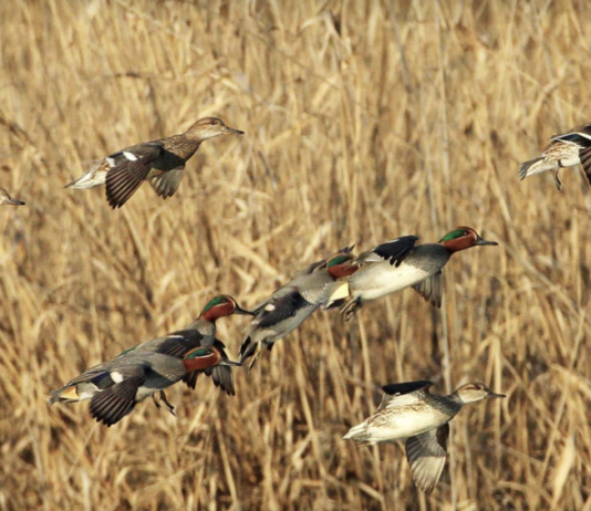 Richiami vivi e caccia acquatici: Federcaccia e Acma scrivono al ministero della Salute richiami vivi