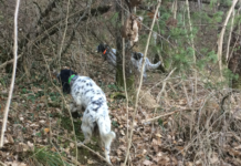 Monitoraggio della beccaccia con il cane da ferma: arriva il brevetto Enci monitoraggio beccaccia