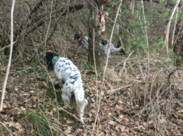 Monitoraggio della beccaccia con il cane da ferma: arriva il brevetto Enci monitoraggio beccaccia